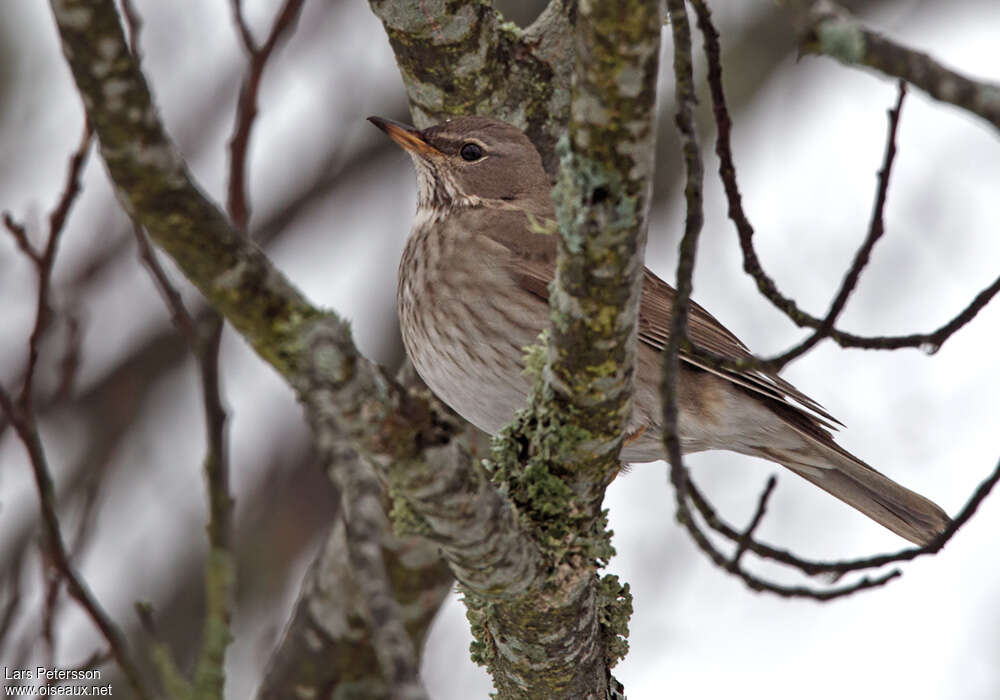 Black-throated ThrushFirst year, identification