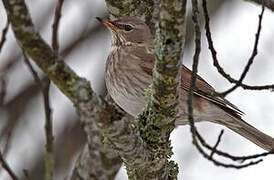 Black-throated Thrush