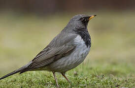 Black-throated Thrush