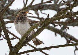 Black-throated Thrush