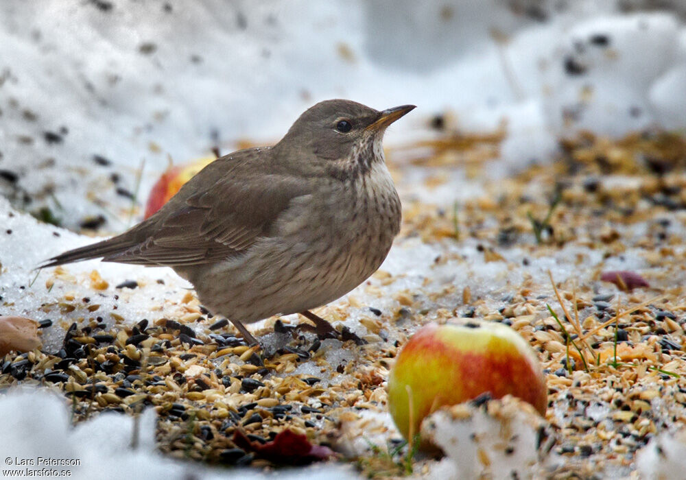 Black-throated Thrush