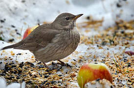 Black-throated Thrush