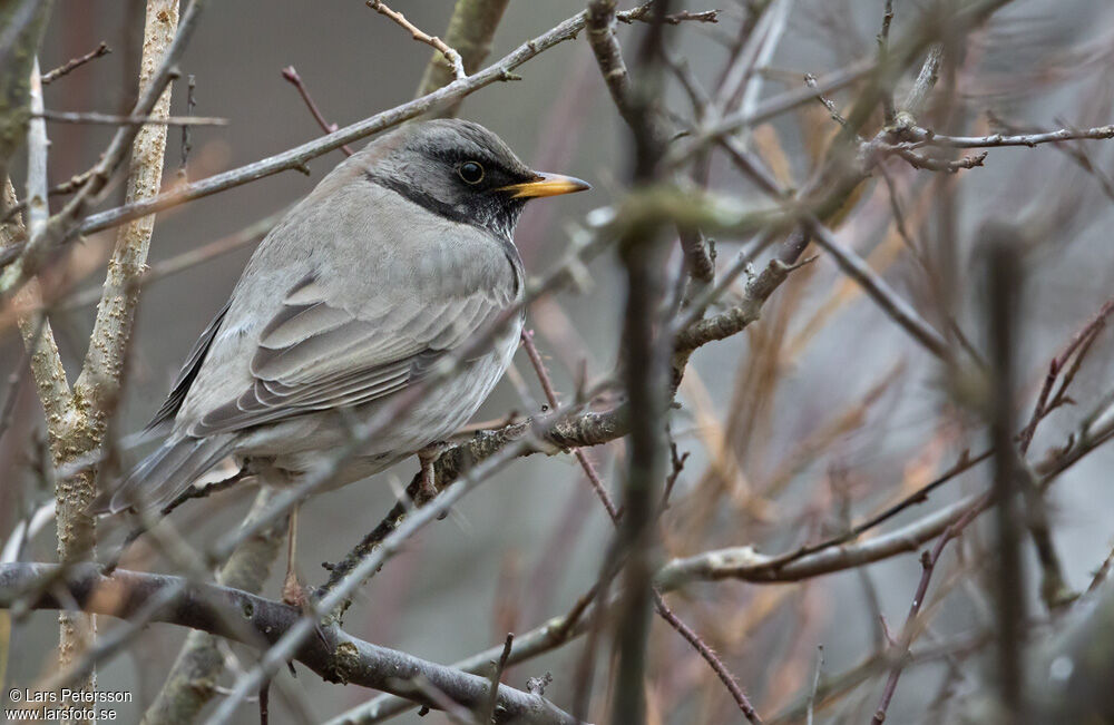 Black-throated Thrush