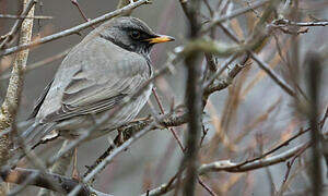 Black-throated Thrush