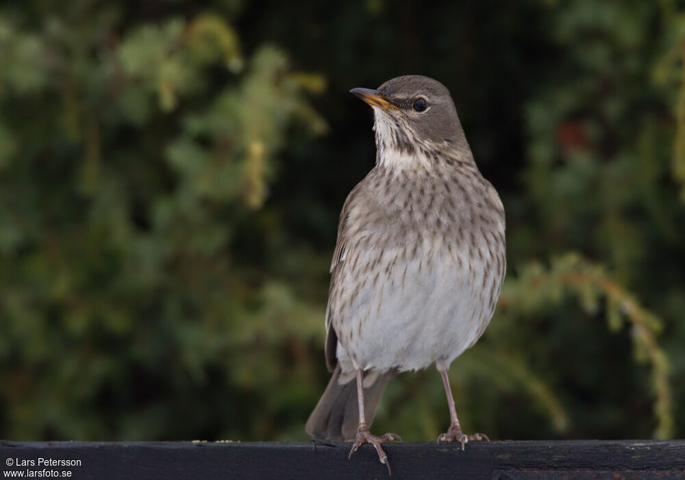 Black-throated Thrush