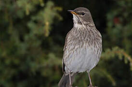 Black-throated Thrush