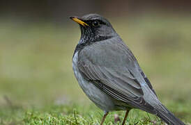 Black-throated Thrush