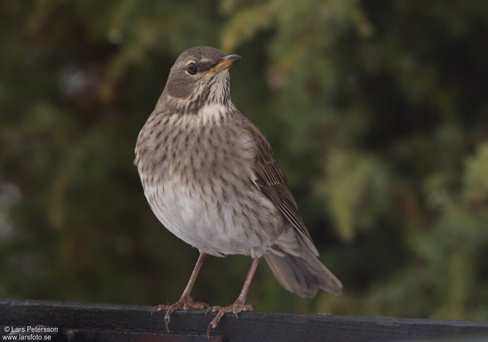 Black-throated Thrush