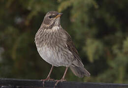 Black-throated Thrush