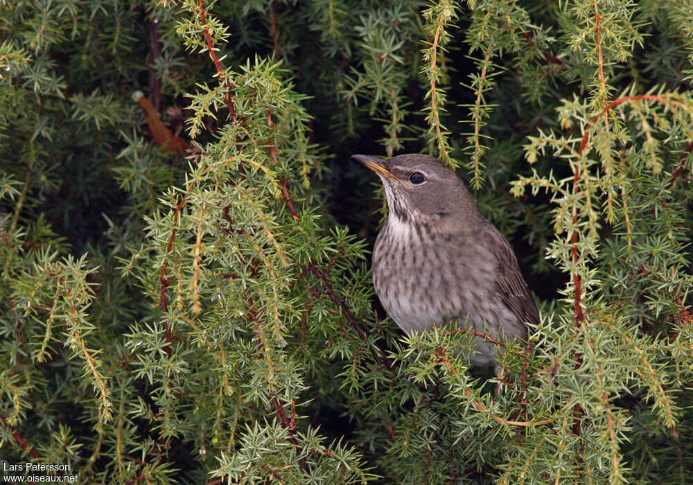 Black-throated ThrushFirst year, habitat, pigmentation