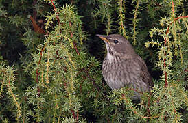 Black-throated Thrush