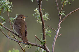 Grey-cheeked Thrush