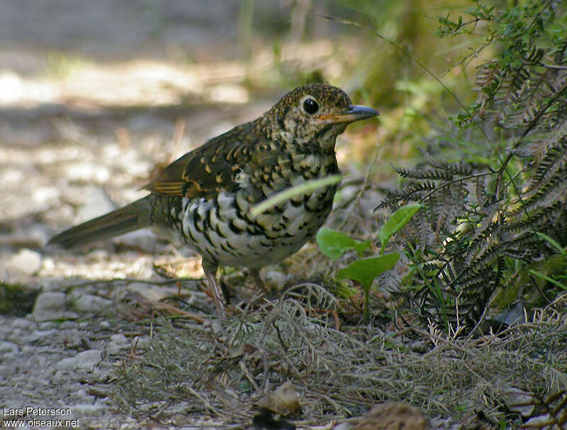 Bassian Thrush