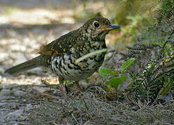 Bassian Thrush