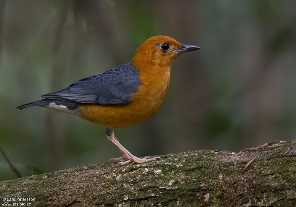 Orange-headed Thrush