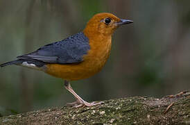 Orange-headed Thrush