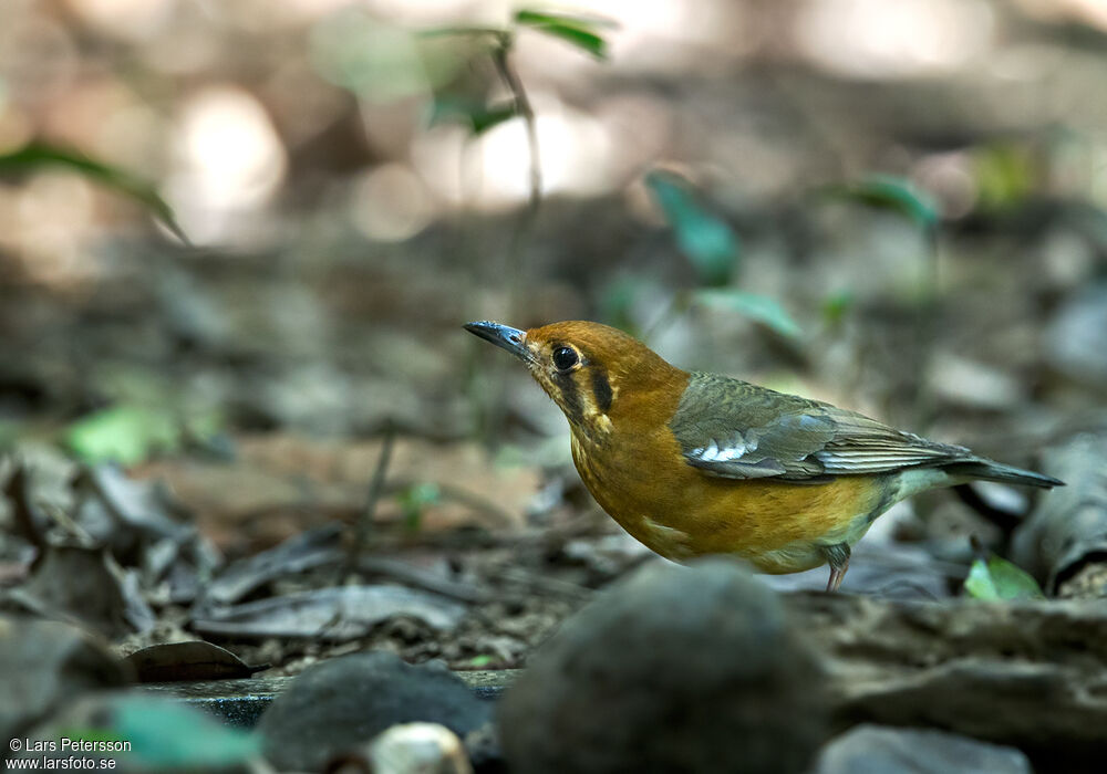 Orange-headed Thrush