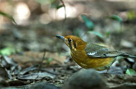 Orange-headed Thrush