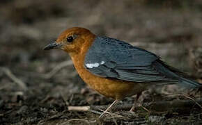 Orange-headed Thrush