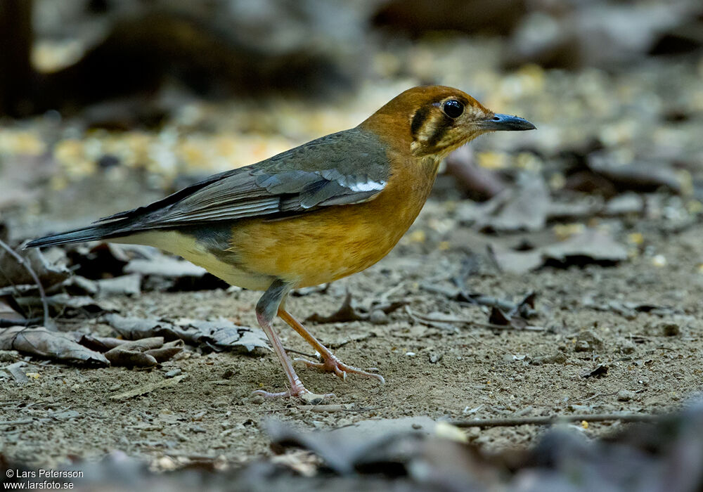 Orange-headed Thrush