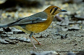 Orange-headed Thrush