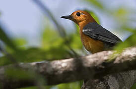 Orange-headed Thrush