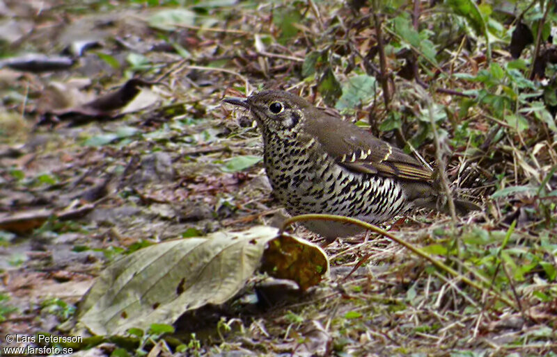 Long-tailed Thrush