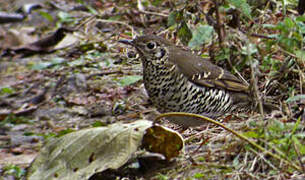 Long-tailed Thrush