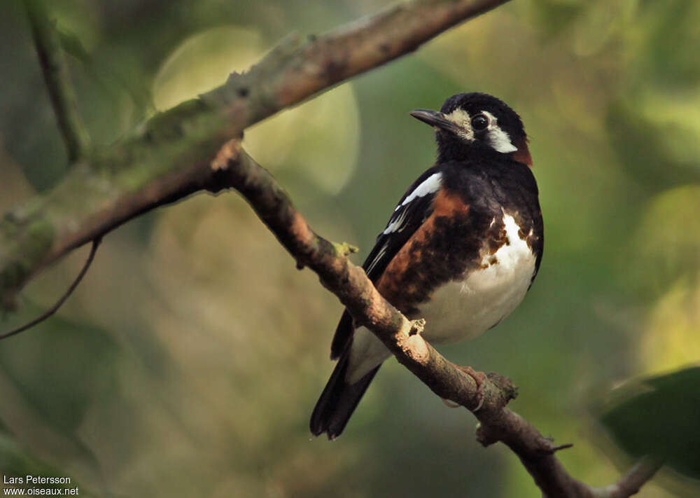 Chestnut-backed Thrushadult