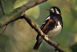 Chestnut-backed Thrush