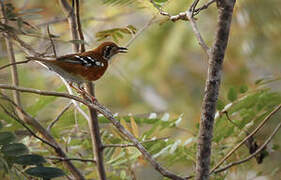 Orange-sided Thrush