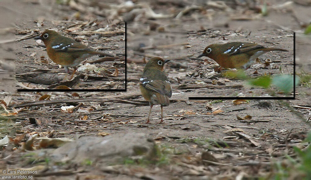 Abyssinian Ground Thrush