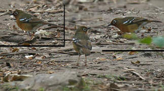 Abyssinian Ground Thrush