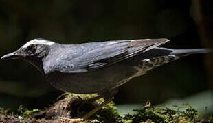 Siberian Thrush