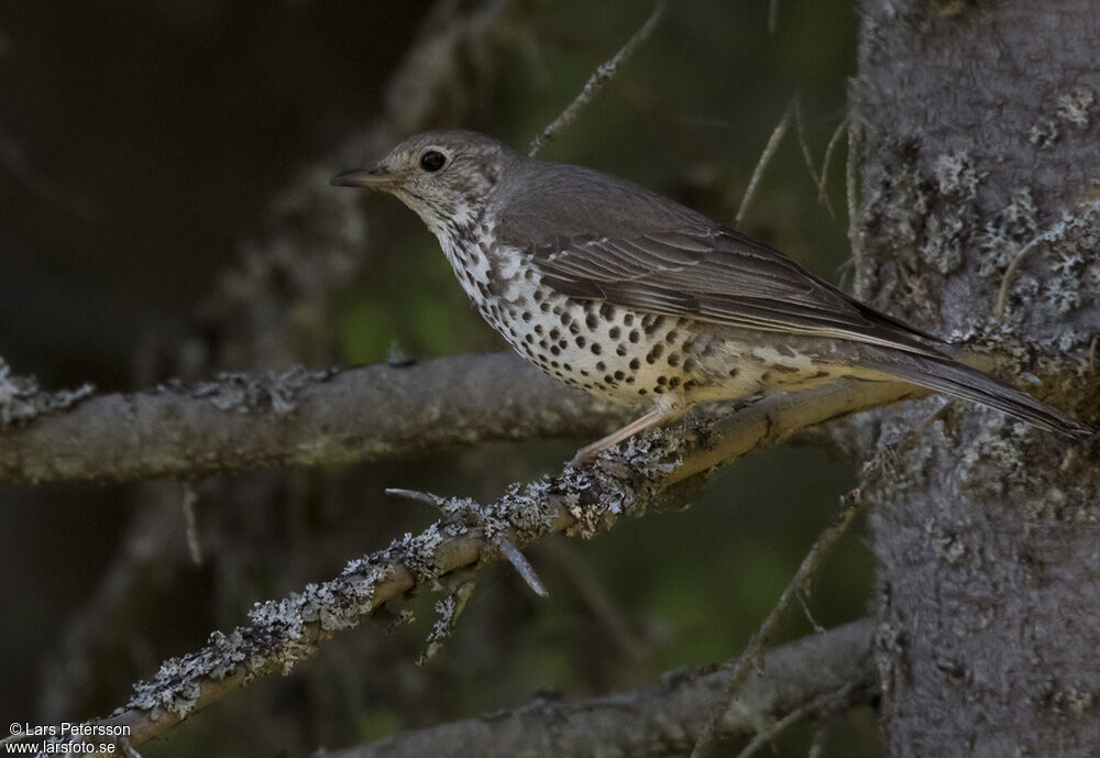 Mistle Thrush