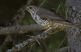 Mistle Thrush