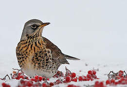 Fieldfare