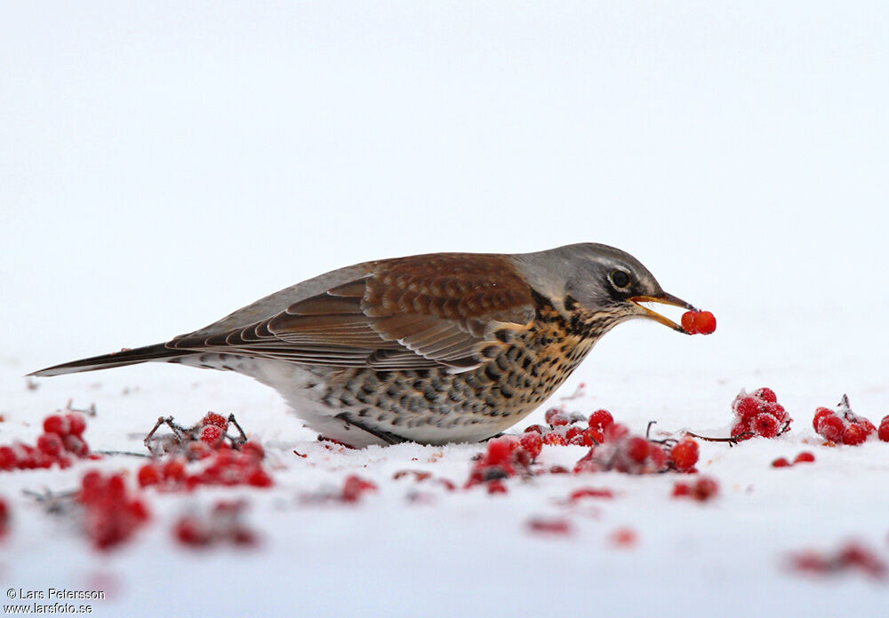 Fieldfare