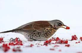 Fieldfare