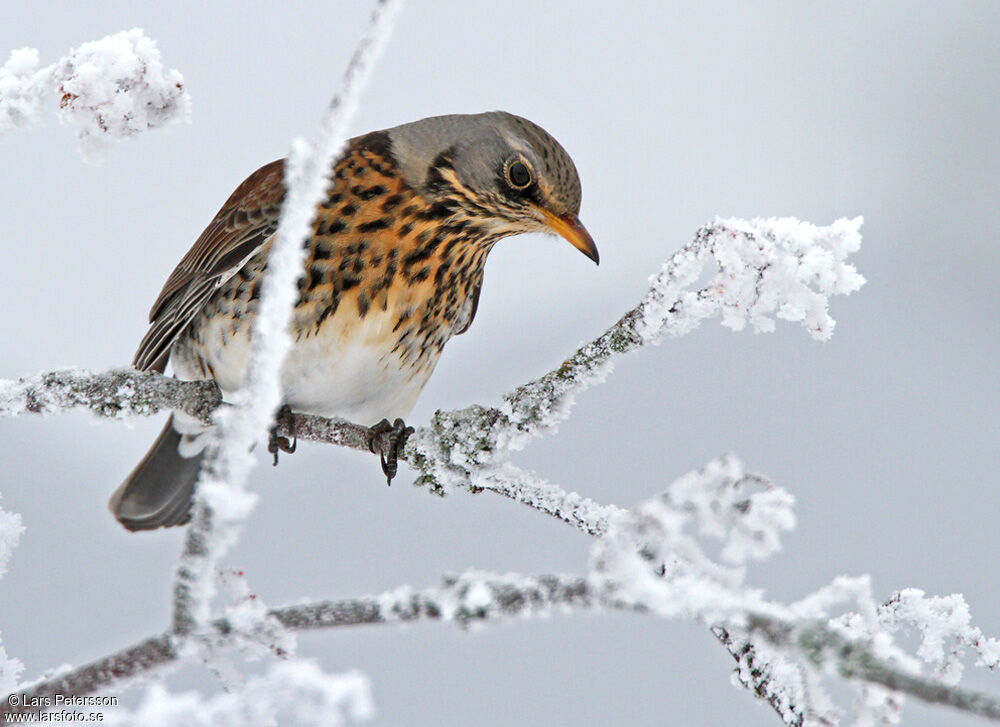 Fieldfare