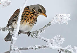 Fieldfare