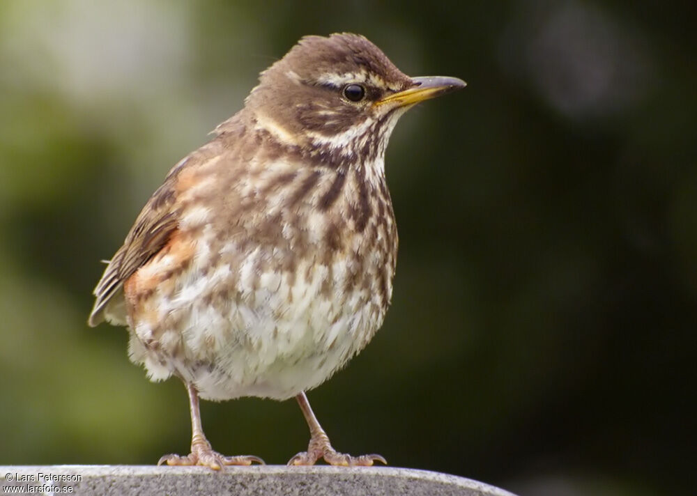 Redwing