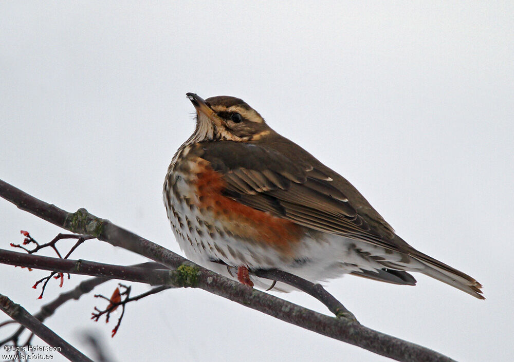 Redwing