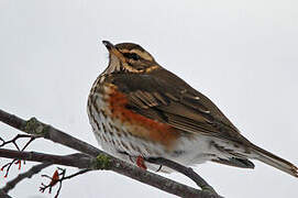 Redwing