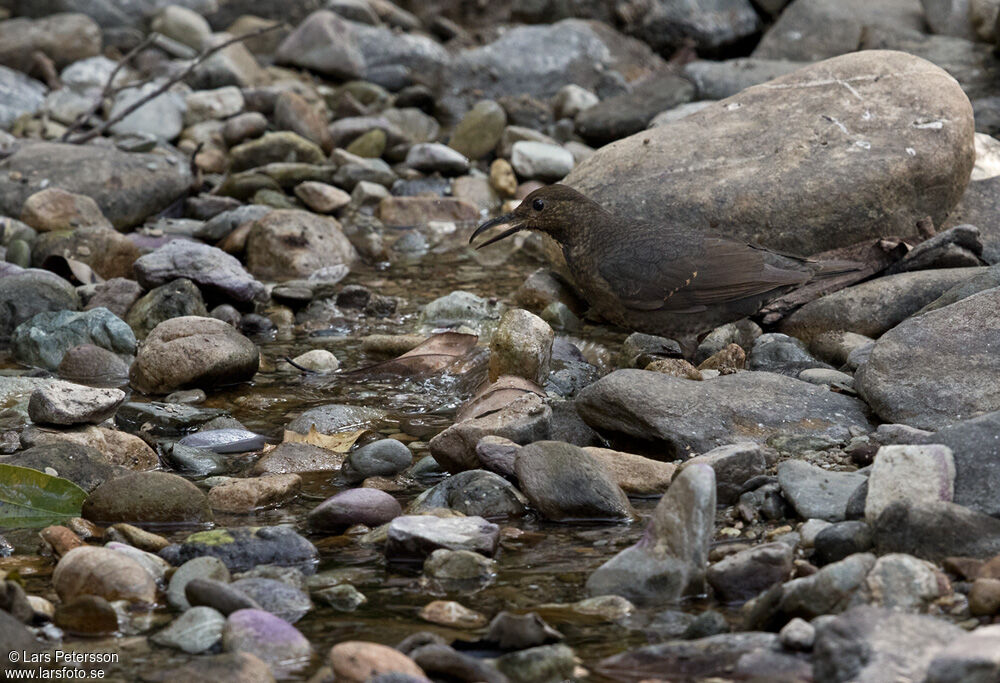 Long-billed Thrush