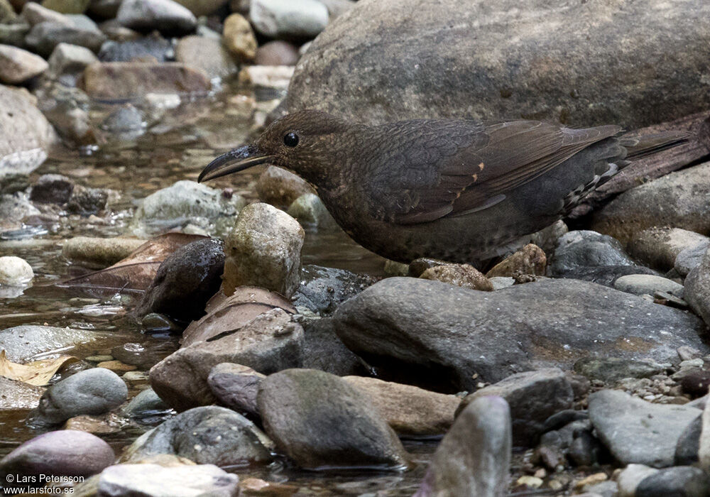 Long-billed Thrush