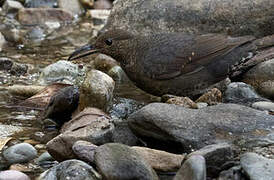 Long-billed Thrush