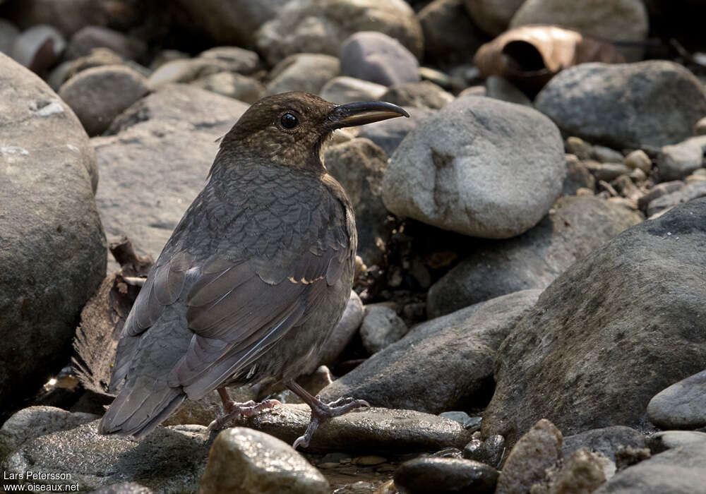 Long-billed Thrushadult