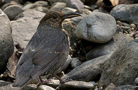 Long-billed Thrush