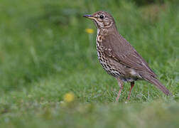 Song Thrush